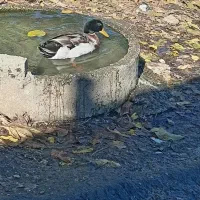 اردک محلی بشرط تخم