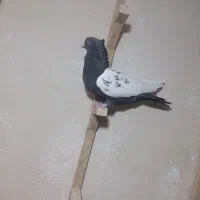 کفتر ماده سینه سرکه ای