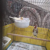 سهره جفتی قناری|پرنده|هشتگرد, شهرک وحدت|دیوار