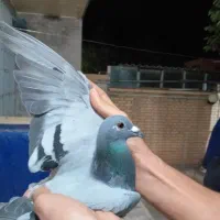 کفتر المانی