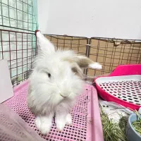 خرگوش لوپ نر