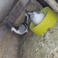 جفت کبوتر شیرازی