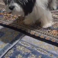 سگ پاکوتاه شیتزو  نر یک سال نیم 5تومن|سگ|میناب, |دیوار