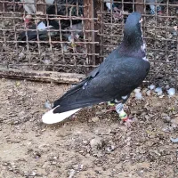 شهری سیاه نر