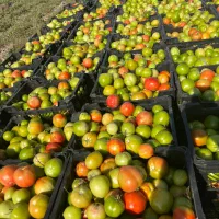 فروش گوجه سبز