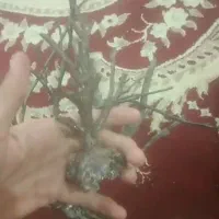 یسر قدیمی حجازی|کلکسیون اشیاء عتیقه|کارون, |دیوار