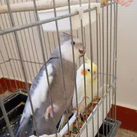 عروس هلندی مولد