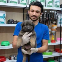 ژرمن شپرد دو رنگ مشکی بلوطی|سگ|تهران, شهرک چیتگر|دیوار