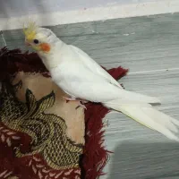 طوطی عروس هلندی جوجه|پرنده|قزوین, |دیوار