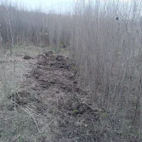 نهال انار 4 ساله