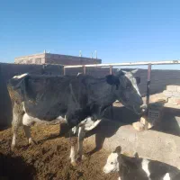 گاوشیری|حیوانات مزرعه|سده (خراسان جنوبی), |دیوار