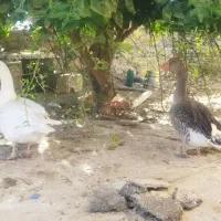 غاز بالغ تخم گذار