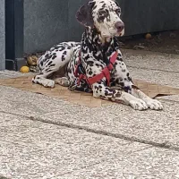 سگ شکاری نژاد دالمیشن|سگ|رامسر, |دیوار