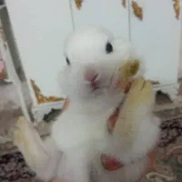 خرگوش کوچولوناز