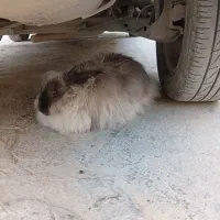 خرگوش لوپ|موش و خرگوش|خرم‌آباد, |دیوار