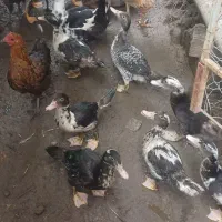 چند عدد اردک اسراییلی  ک محلی به فروش|حیوانات مزرعه|نوشهر, |دیوار