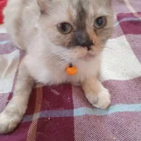 گربه نر و ماده نژاد اسکاتیش پرشین