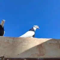 دو تا جوجه طوقی گمشده