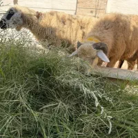 تعدادی بره و کهری|حیوانات مزرعه|بندرعباس, |دیوار