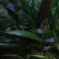 گیاه آکواریومی