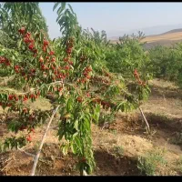 باغ کشاورزی روستای هیراب|فروش دفتر صنعتی، کشاورزی، تجاری|بروجرد, |دیوار