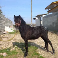 فروش پونی نریون