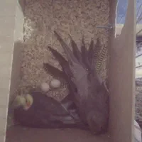 جفت‌عروس‌هلندی