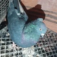 فروش ۳تا تهرانی|پرنده|دهلران, |دیوار