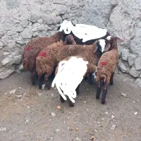 بره ۴راس ماده  واسه نگهداری جفتی ۱۵میلیون|حیوانات مزرعه|اردبیل, |دیوار