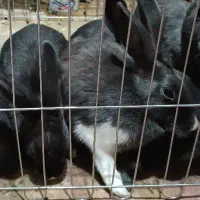 خرگوش سالم 200تخفیفم به خریدار میدم|موش و خرگوش|پاکدشت, پاکدشت (مامازند)|دیوار