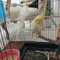 عروس هلندی جفت