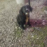 پینترالمانی