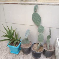 تعدادی گل قیمت پایین