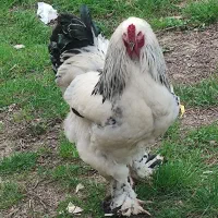 جوجه یک روزه برهما لایت