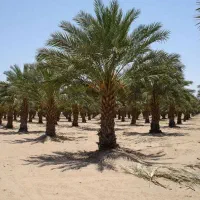 نخل تنه دار