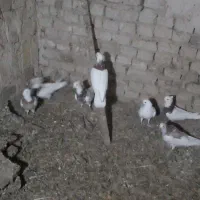 طوقی|پرنده|نظر کهریزی, |دیوار