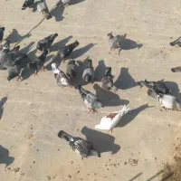 کبوتر پلاکی . مسافتی|پرنده|دلوار, |دیوار