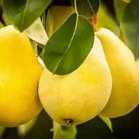 نهالستان تخصصی عرفان نهال|خدمات باغبانی و درختکاری|سلماس, |دیوار