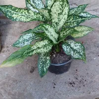 فروش شمشاد طلایی شمشاد سبز|خدمات باغبانی و درختکاری|لوندویل, |دیوار