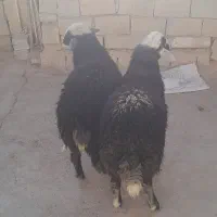 بره نر سبز افشاری|حیوانات مزرعه|نجفآباد, حومه نجف آباد|دیوار