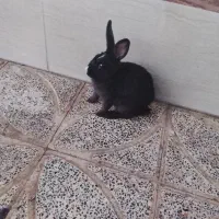 خرگوش سرحال بازیگوش