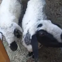 فروش گوسفند