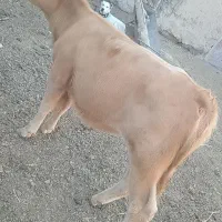 گوساله انگوس ماده