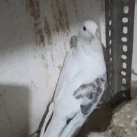 ماده فروشی