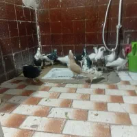 فروش چندعددکفتربیرونی