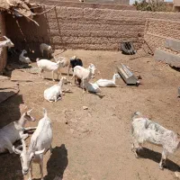 بز شیر|حیوانات مزرعه|میبد, |دیوار