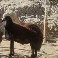 سلام یه بره قوچ قزل افشار سالم بفروش میرسد