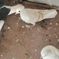 کفتر|پرنده|زارچ, |دیوار