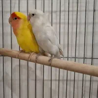 طوطی برزیلی جفت کار داده کینگ