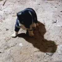 سگ پاکوتاه نر